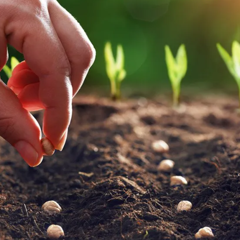 farming seeds GRF