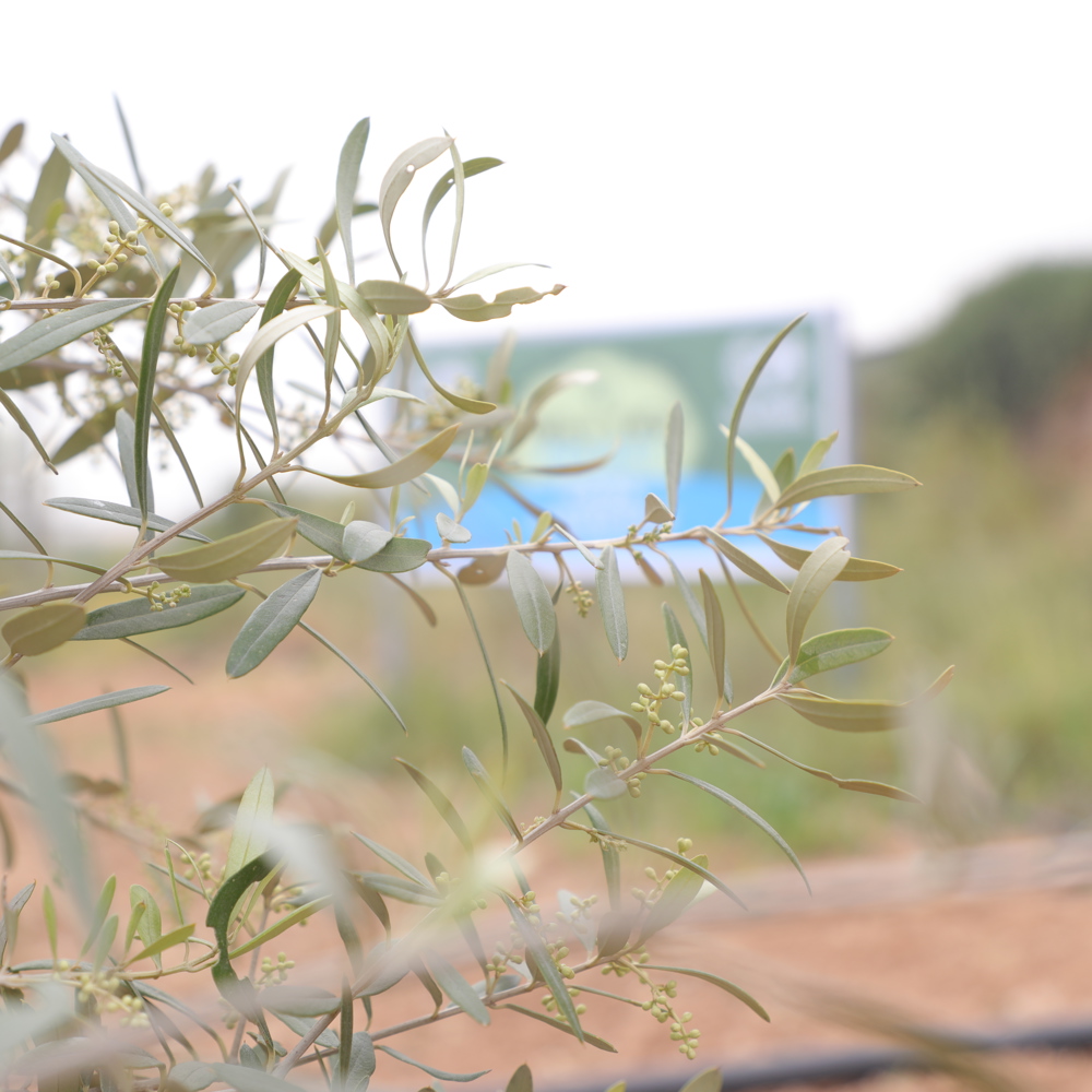 olive tree Gaza